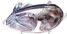 Основная фара